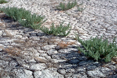 Sibylla Haas - Team Coaching, Partnerberatung - mehr Selbstvertrauen - Seminare